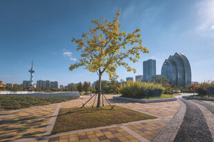 城市公园中的绿树与建筑