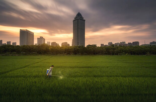 城市绿地中的黄昏美景