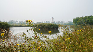河畔黄花与远处建筑风景