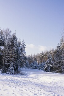 冬日雪林美景