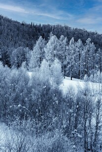 冬日雪覆森林美景