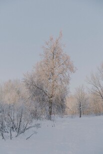 冬日雪林银霜覆盖美景