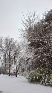 雪覆树林冬日美景