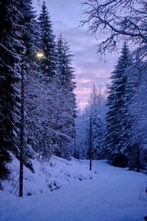 冬日雪林夜景
