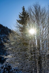 冬日林间阳光雪景图
