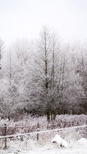 冬日雪覆树林美景
