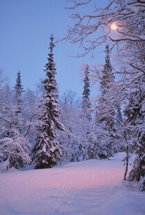 冬日雪林月夜美景