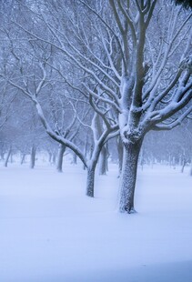 冬日雪林静谧枯树景象