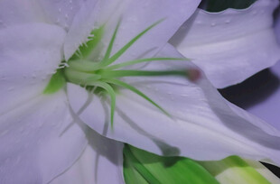 淡紫色绽放的优雅花朵