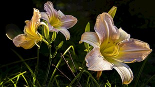 美丽绽放的粉色百合花
