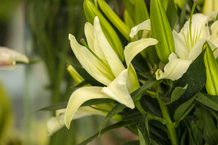 清新白色百合花绽放