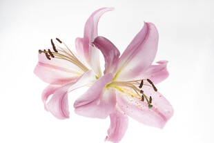 粉色优雅百合花特写
