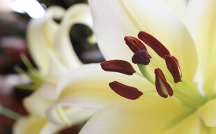 白色百合花特写