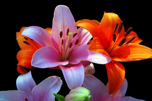 多彩百合花绽放