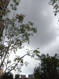 阴天中的树木与城市景象