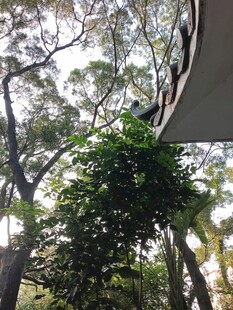 屋檐下繁茂绿植与树林