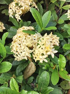 龙船花