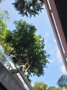 楼间绿树映蓝天