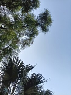 仰视葱郁树木与蓝天