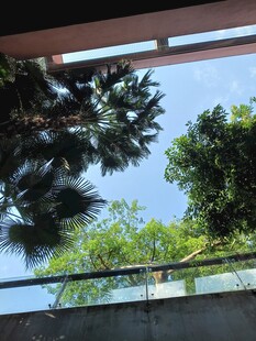 透过建筑看葱郁树木