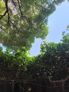绿荫下的蓝天景致