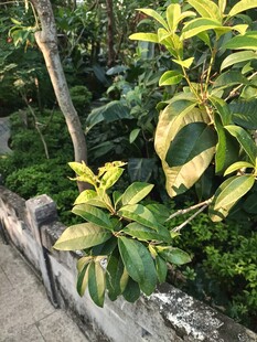 墙边绿植