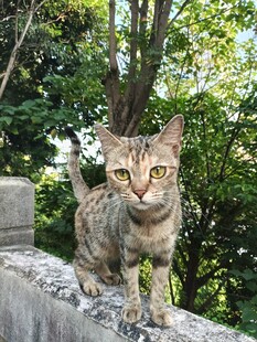 石栏上的斑纹猫咪