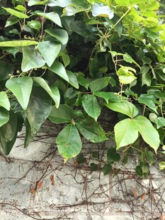 石墙上的翠绿藤蔓植物
