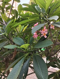 鸡蛋花