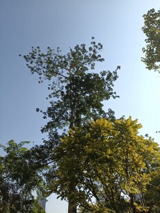 蓝天绿树风景图