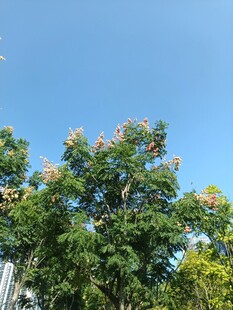 蓝天绿树繁花景象