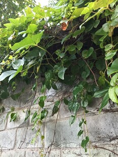 绿叶爬满古朴砖墙