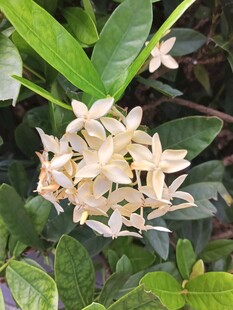 龙船花