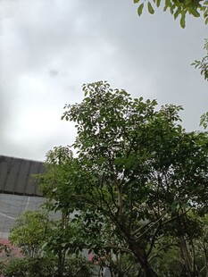 绿树掩映下的建筑一角