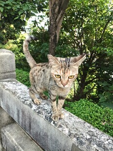 猫咪