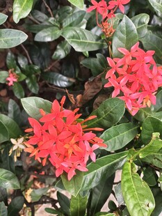龙船花