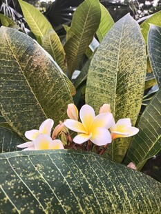鸡蛋花