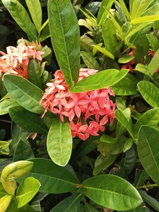 龙船花
