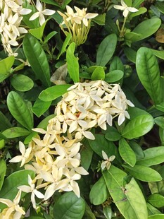 龙船花
