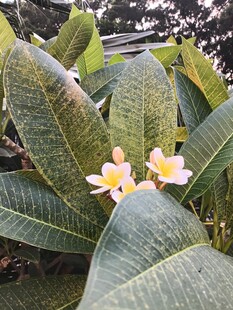 鸡蛋花