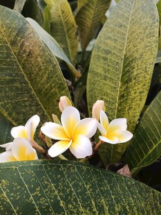 鸡蛋花