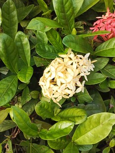 龙船花
