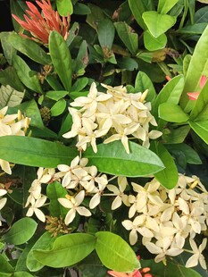龙船花