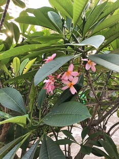 鸡蛋花