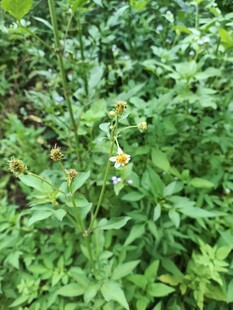 黄色小花植物