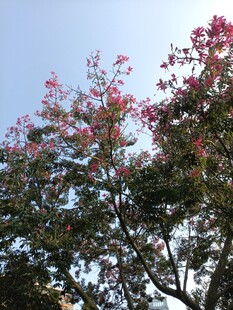 枝头繁花映蓝天