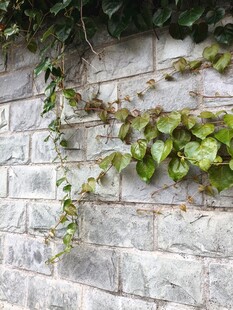 砖墙藤蔓景观