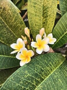 鸡蛋花