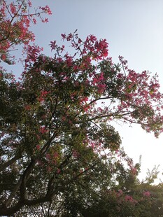 繁花满树的美丽景致