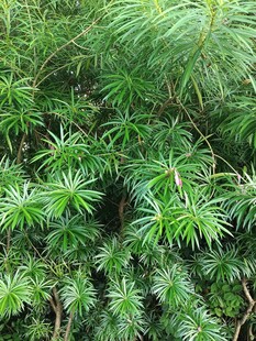 翠绿松针植物